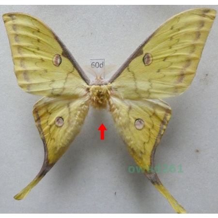 Actias sinensis (Walker, 1855) male ex. ovo Taiwan 86mm60d